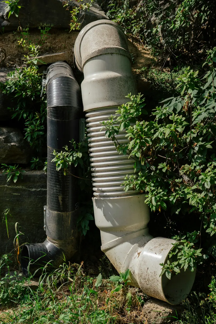 Corrugated downspout extension running along a wall past shrubs