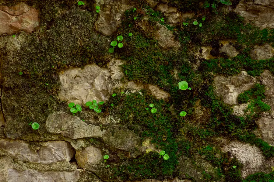 Old fieldstone wall with moss growing in the mortar joints