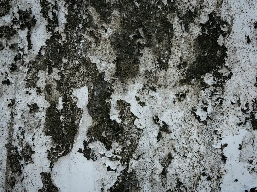 Black mould spreading across a white masonry wall