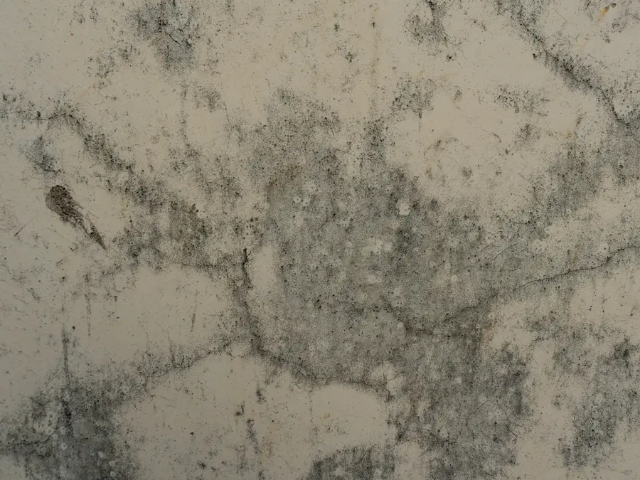 Grey mould spots spreading across a damp plaster wall