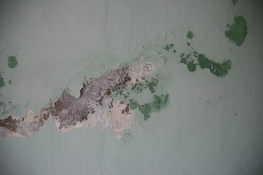 Paint peeling away from a damp wall in sheets